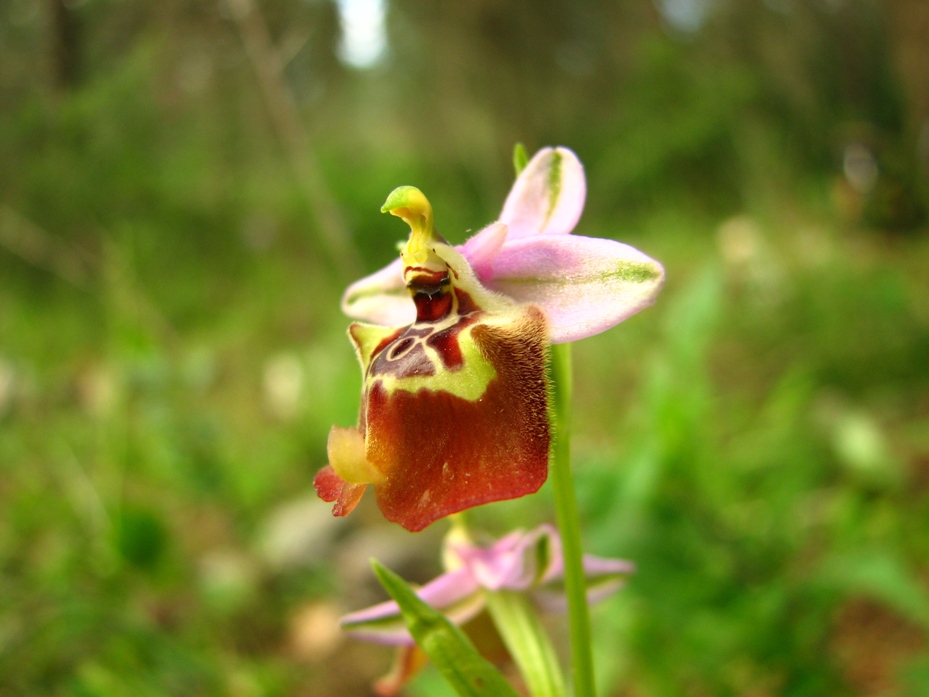 Ophrys Calliantha e Ophrys da determinare